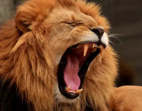 A lion roaring